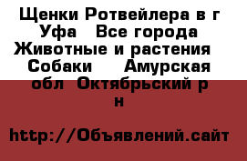 Щенки Ротвейлера в г.Уфа - Все города Животные и растения » Собаки   . Амурская обл.,Октябрьский р-н